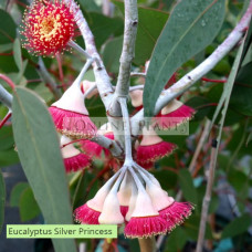 Eucalyptus Caesia Silver Princess