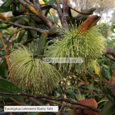 Eucalyptus Lehmannii Bushy Yate