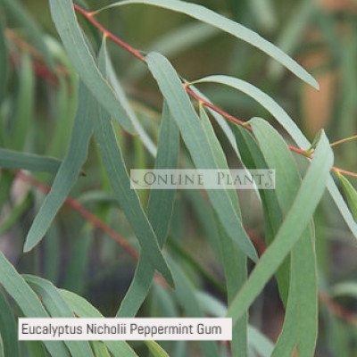 Eucalyptus Nicholii Peppermint Gum