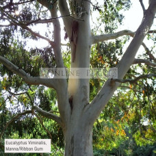 Eucalyptus Viminalis, Manna/Ribbon Gum