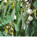 Eucalyptus Viminalis, Manna/Ribbon Gum