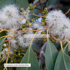 Eucalyptus ovata Swamp Gum