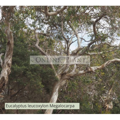 Eucalyptus Leucoxylon Megalocarpa
