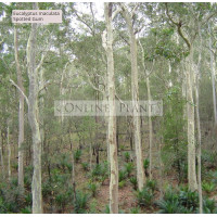 Eucalyptus maculata Spotted Gum
