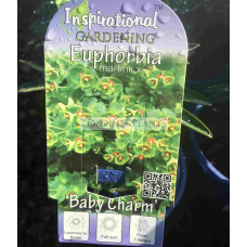 Euphorbia Martinii Baby Charm