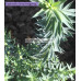 Euphorbia Grey Hedgehog