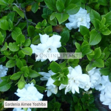 Gardenia Aimee Yoshiba