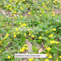 Goodenia Ovata Gold Cover