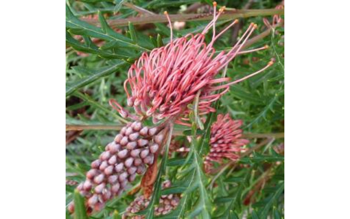 What’s Not To Love In This Beautiful Grevillea?