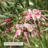Grevillea rosmarinifolia, Rosemary Grevillea