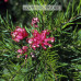 Grevillea rosmarinifolia, Rosemary Grevillea