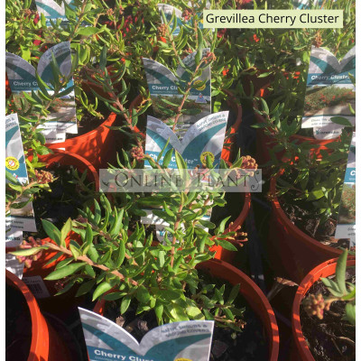 Grevillea Cherry Cluster™