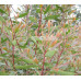 Hakea Salicifolia, Willow Leaf Hakea