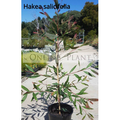Hakea Salicifolia, Willow Leaf Hakea
