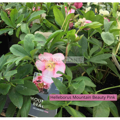 Helleborus Mountain Beauty Pink