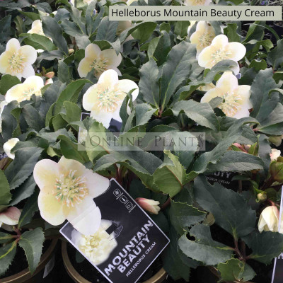 Helleborus Mountain Beauty Cream