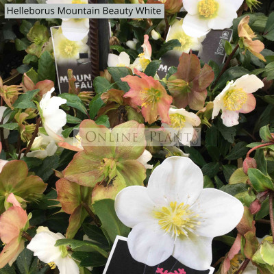 Helleborus Mountain Beauty White