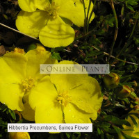 Hibbertia Procumbens