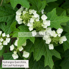 Hydrangea Quercifolia, Oak Leaf Hydrangea