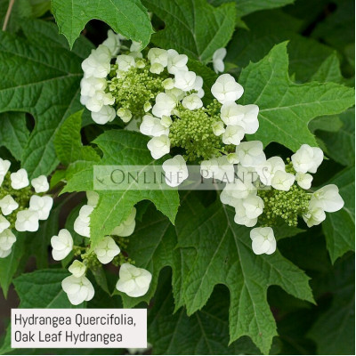 Hydrangea Quercifolia, Oak Leaf Hydrangea