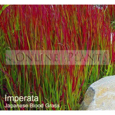 Imperata cylindrica Japanese Blood Grass
