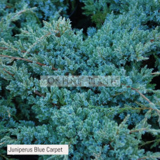 Juniperus Blue Carpet