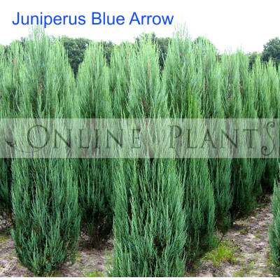 Juniperus  Blue Arrow