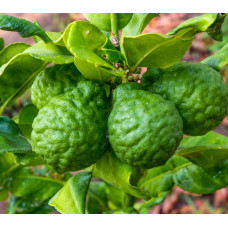 Citrus Tree Kaffir Lime