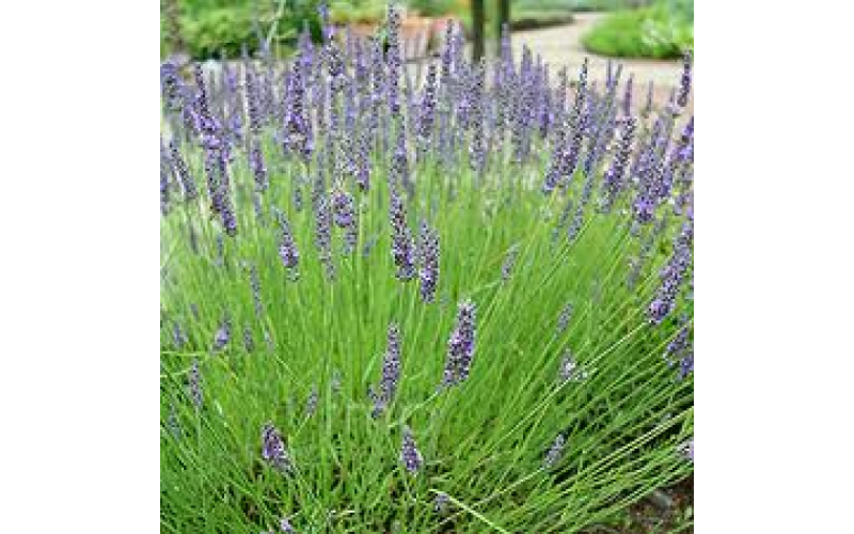 Bee Friendly Lavender Varieties, Grow & Care