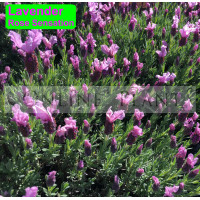 Lavender Rose Sensation