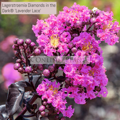 Lagerstroemia Diamonds in the Dark® 'Lavender Lace'  Crepe Myrtle  