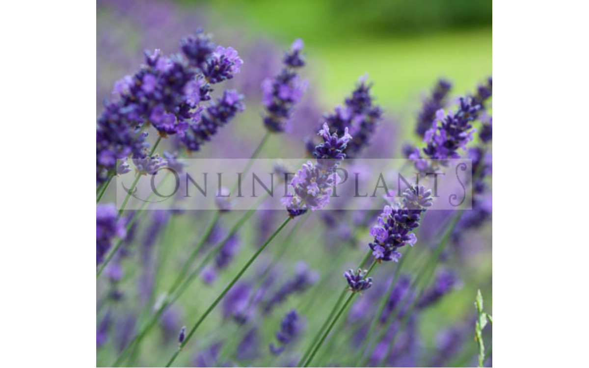 Tips To Grow Your Lavender – Find Out! 