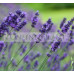 Lavender Hidcote 