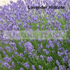 Lavender Hidcote 