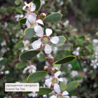 Leptospermum Laevigatum Coastal Tea Tree 