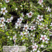 Leptospermum Scoparium Manuka Tea Tree