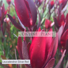 Leucadendron Silvan Red