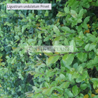 Ligustrum Undulatum Box Leaf Privet