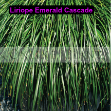 Liriope Emerald Cascade