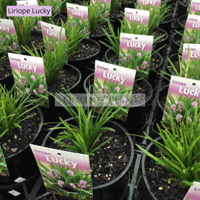 Liriope Lucky For Sale Online Plants Melbourne Australia