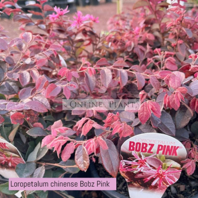 Loropetalum chinense Bobz Pink