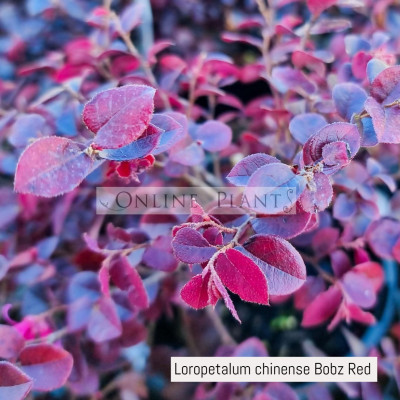 Loropetalum chinense Bobz Red