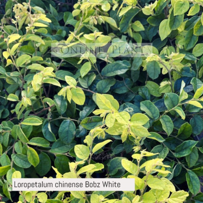 Loropetalum chinense 'Bobz White