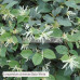 Loropetalum chinense 'Bobz White