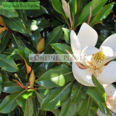 Magnolia Grandiflora Kay Parris