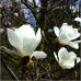 Magnolia Denudata