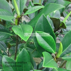 Magnolia grandiflora 'Coolwyn Gloss'