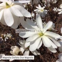 Magnolia Stellata Star Magnolia