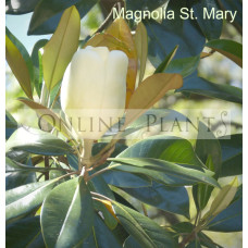 Magnolia Grandiflora St Mary