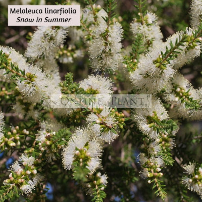 Melaleuca linarifolia Snow in Summer 